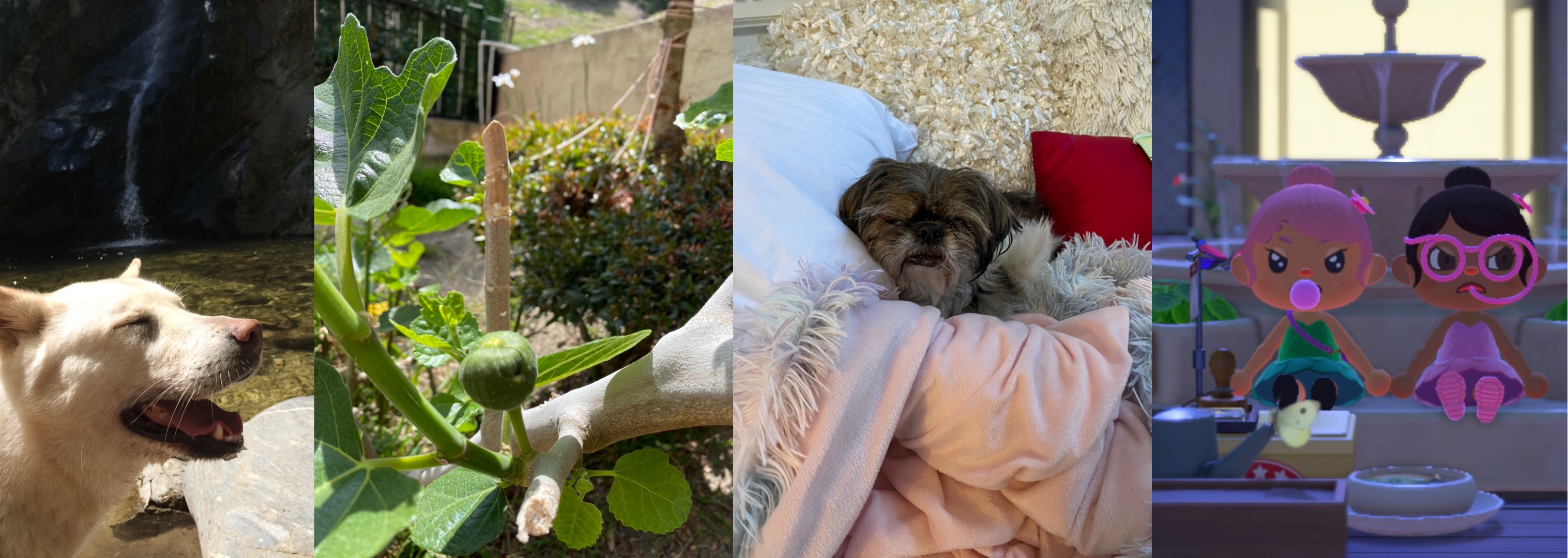 photo collage, from left to right: a pic of my dog Yunah smiling in front of a tiny waterfall, 
            a pic of a fig tree that randomly appeared in my backyard, a pic of my dog Molly, 
            and a screenshot of me and my best friend on animal crossing